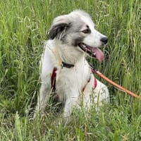 Willow - Zurückhaltender, toller Rüde, Hund zur Adoption