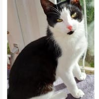 Milan, Kater zur Adoption
