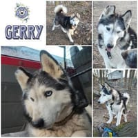 GERRY * menschenbezogen & selbstbewusst, Hund zur Adoption
