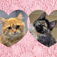 AMELIE&KIKI -zwei Herzen auf vier Pfoten, Katze zur Adoption