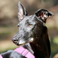Galga Primavera - lieb, menschenbezogen, Hündin zur Adoption