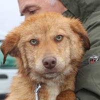 Tintin - kinderlieber Jungrüde, Hund zur Adoption