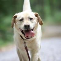 Luke sucht ein Zuhause, Hund zur Adoption