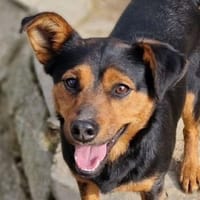FLOCKY sucht Zuhause, Hund zur Adoption