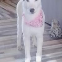 Suzi - neugieriges Hundemädchen (I), Hündin zur Adoption