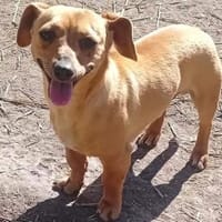 Liebenswerter Beni sucht Zuhause, Hund zur Adoption