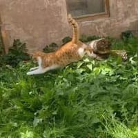 Süßer Entdecker Honey, Kater zur Adoption