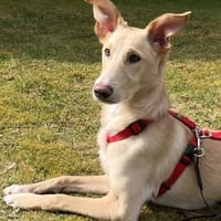 Hallo, erstmal - ich bin BARNEY, Hund zur Adoption