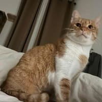 Freundlicher ime (Simon), Kater zur Adoption