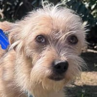 ABBY-entzückende, niedliche Jung-Hündin, Hündin zur Adoption