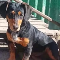 Isa wurde alleine zurückgelassen, Hündin zur Adoption