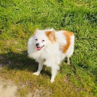 Max sucht ein Zuhause, Hund zur Adoption