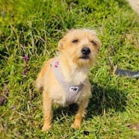 Yorkie Mix Jana, Hündin zur Adoption