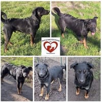 Rollo sucht sein Zuhause, Hund zur Adoption