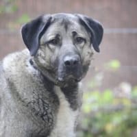 Duman sucht ein erfahrenes Zuhause, Hund zur Adoption