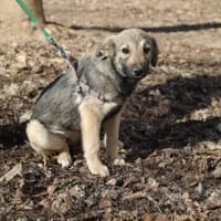 Wer begleitet Sarina ins Leben?, Hündin zur Adoption