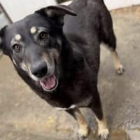 Kalani 💜sucht Pflegestelle/Endstelle, Hündin zur Adoption