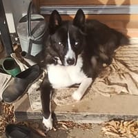 TORI - Sonnenschein, Hund zur Adoption