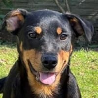 HELI-zuckersüße,verspielte Welpen-Hündin, Hündin zur Adoption