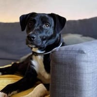 Schüchterne Junghündin- Maya, Hündin zur Adoption