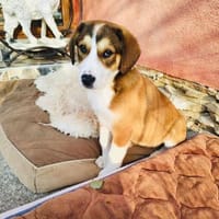 Bezauberndes Mädchen sucht Körbchen, Hündin zur Adoption