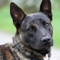 Traumhund RENAUD ❤!, Hund zur Adoption