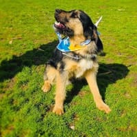 Nicho ein toller Familienhund, Hund zur Adoption