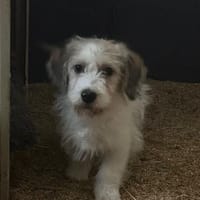 Wir suchen unsere menschen, Hündin zur Adoption