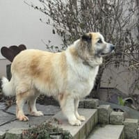 Nua so eine tolle Hündin, Hündin zur Adoption