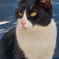 Schmuserin Eleni sucht ihr Glück, Katze zur Adoption