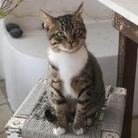Schmusekater Rico sucht Zuhause, Kater zur Adoption