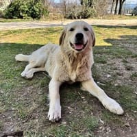 Buddy  anhänglicher Golden Retriever Rü, Hund zur Adoption