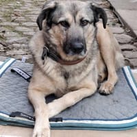 Kevin verschmuster Bär sucht sie, Hund zur Adoption