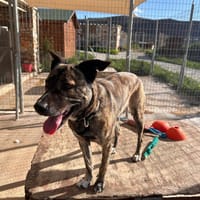 Luna  - abgegeben im shelter, Hündin zur Adoption