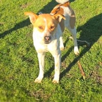 Ginger ein Labrador Mix, Hund zur Adoption