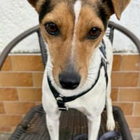 Lara, freundlich, klug, neugierig, Hündin zur Adoption