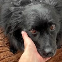 Besuche Daisy in 04157 Leipzig ❤, Hündin zur Adoption