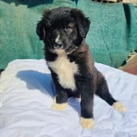 Snickers ein tolles Kerlchen, Hund zur Adoption