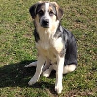 Friedchen sucht liebevolles Zuhause, Hündin zur Adoption