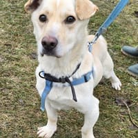 Verschmuster Balu, Hund zur Adoption