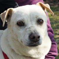 Coco, respektvoll, neugierig, offen, Hündin zur Adoption