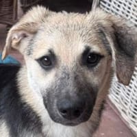 DINA-hübsche, verspielte Welpen-Hündin, Hündin zur Adoption