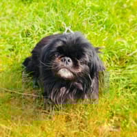 Pekingese Mix Maggie, Hündin zur Adoption