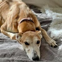 Coin, freundlich, verträglich,lernwillig, Hund zur Adoption