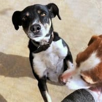 Ballverrückter Sparty sucht sein Zuhause, Hund zur Adoption