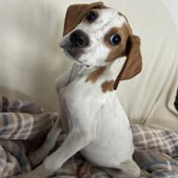 Elmo - toller Junghund sucht Familie, Hund zur Adoption