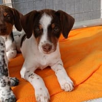 Oskar wartet auf seine Familie, Hund zur Adoption