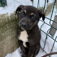 Der kleine Paul sucht sein Zuhause!, Hund zur Adoption