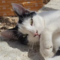 Adriou möchte endlich geliebt werden!, Kater zur Adoption