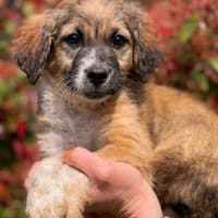 Ettore 🥰 sucht seine Menschen, Hund zur Adoption